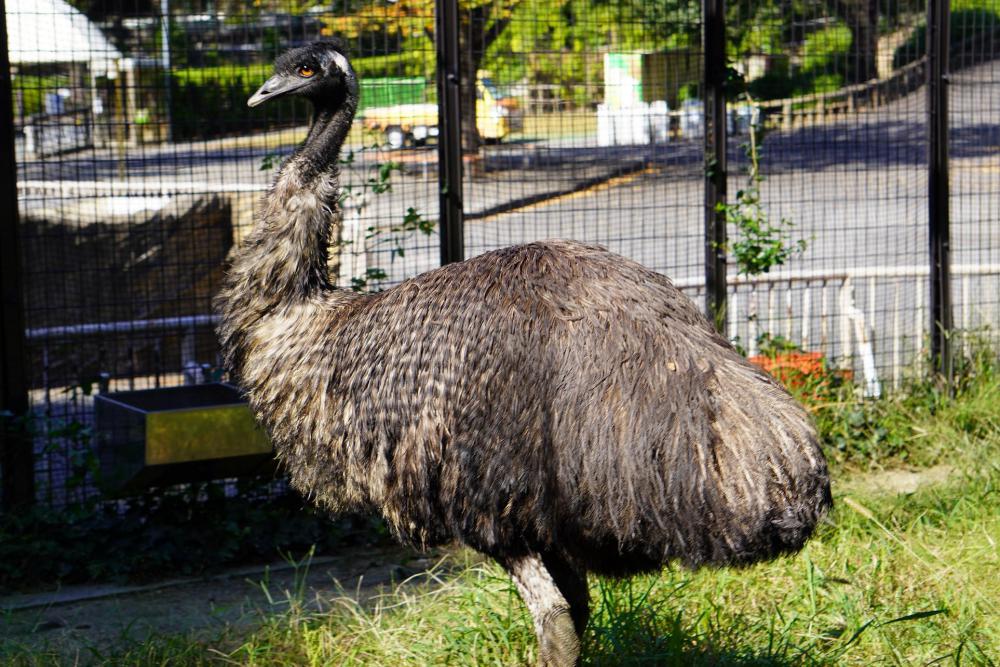 動物園の仲間「エミュー」の写真1