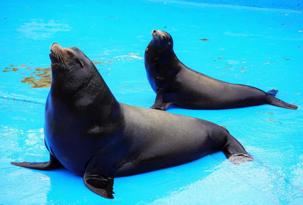 動物園の仲間「カリフォルニアアシカ」の写真1