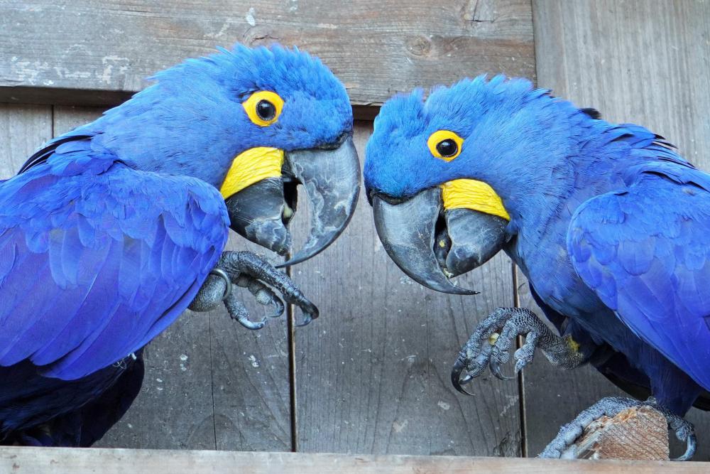 動物園の仲間「スミレコンゴウインコ」の写真3