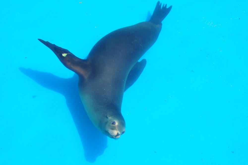 動物園の仲間「カリフォルニアアシカ」の写真2