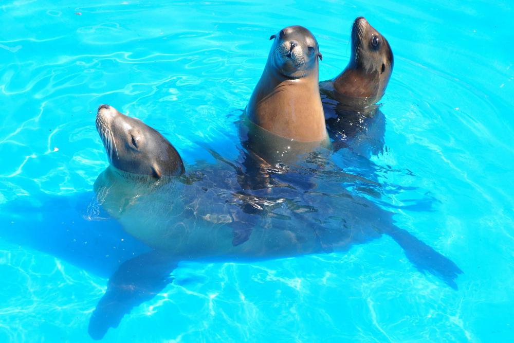 動物園の仲間「カリフォルニアアシカ」の写真3