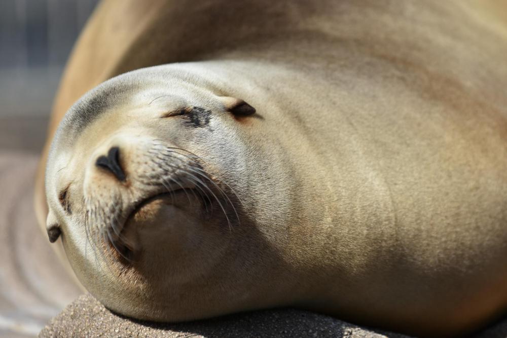 動物園の仲間「カリフォルニアアシカ」の写真4