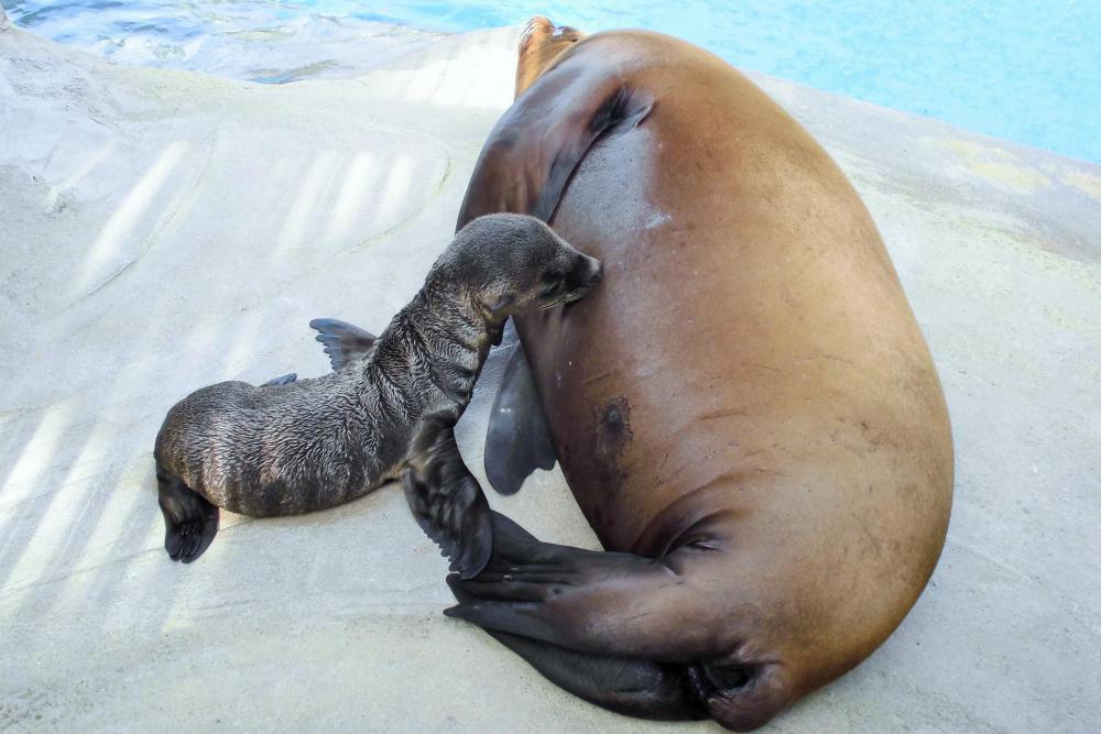 動物園の仲間「カリフォルニアアシカ」の写真5