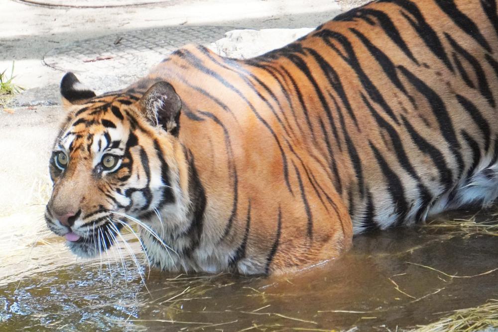 動物園の仲間「スマトラトラ」の写真3