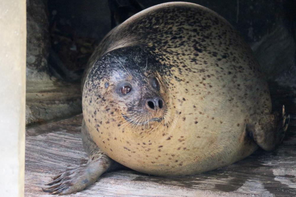 動物園の仲間「ゴマフアザラシ」の写真1