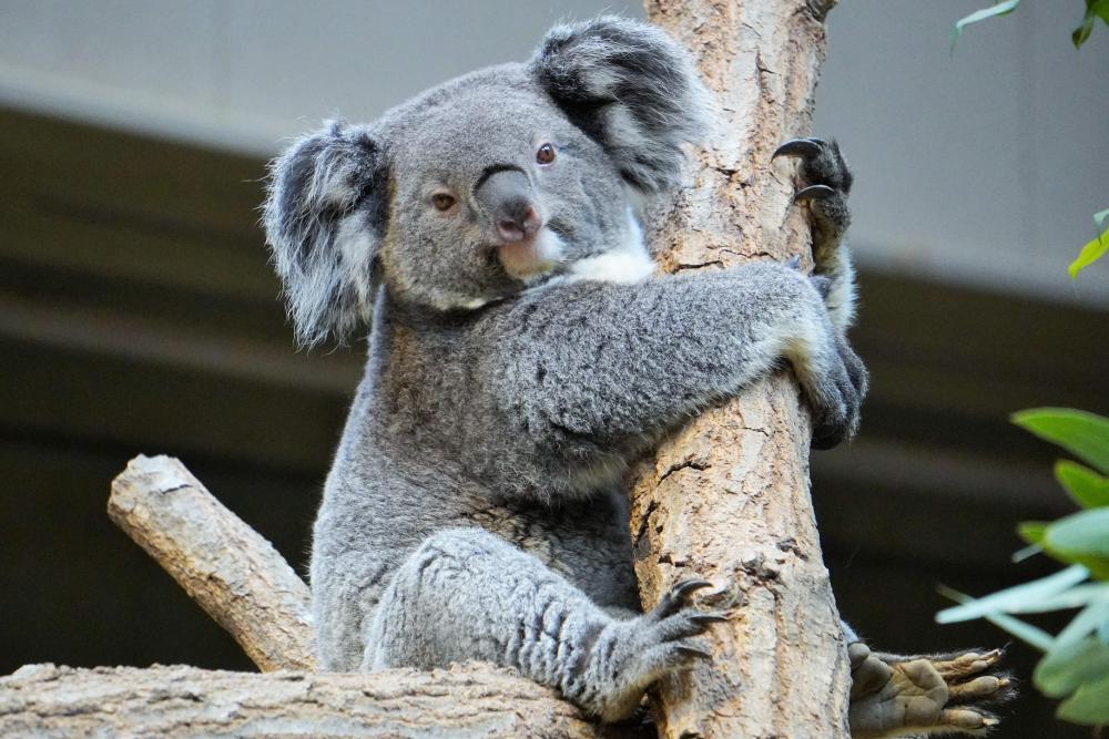 動物園の仲間「コアラ」の写真1
