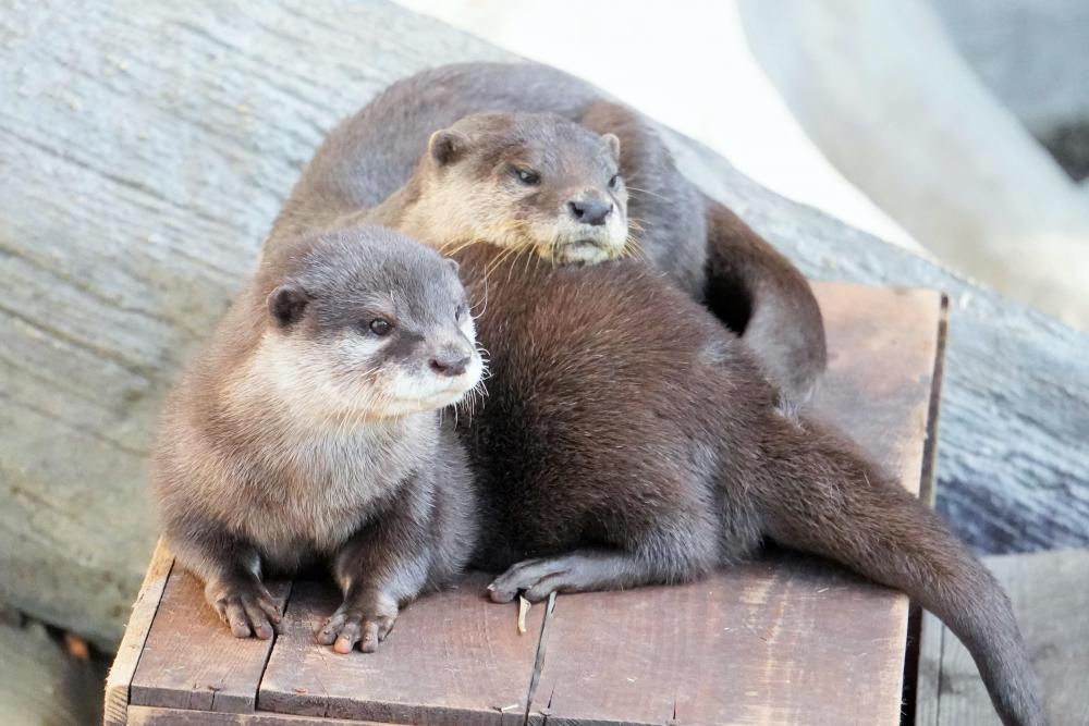 動物園の仲間「コツメカワウソ」の写真2