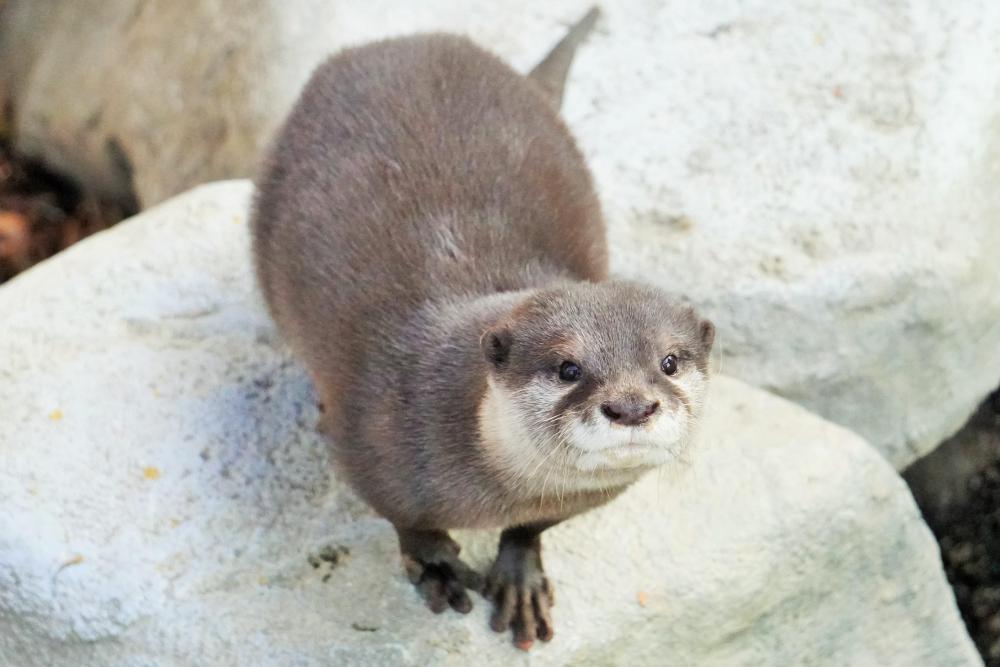 動物園の仲間「コツメカワウソ」の写真1