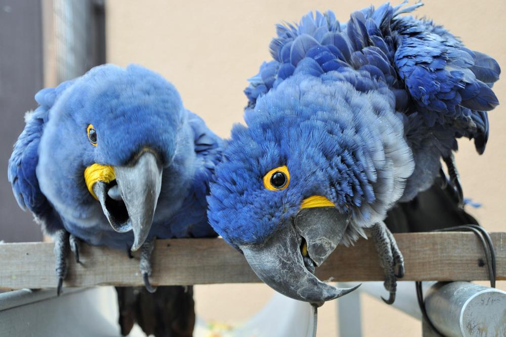 動物園の仲間「スミレコンゴウインコ」の写真2