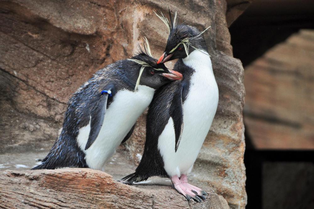 動物園の仲間「キタイワトビペンギン」の写真3