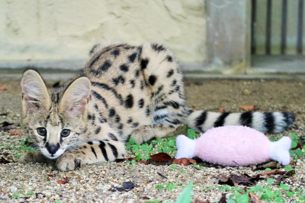 動物園の仲間「サーバル」の写真2