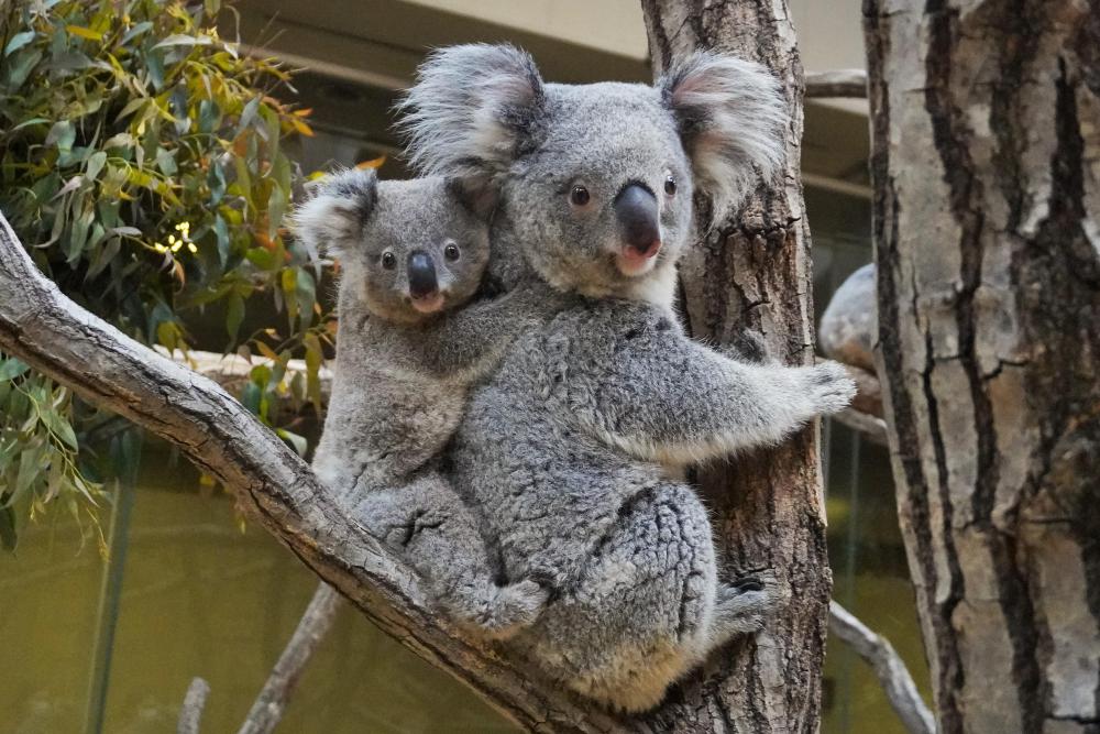 動物園の仲間「コアラ」の写真2