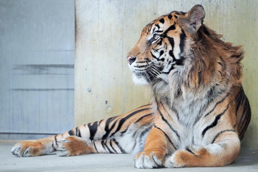 動物園の仲間「スマトラトラ」の写真2