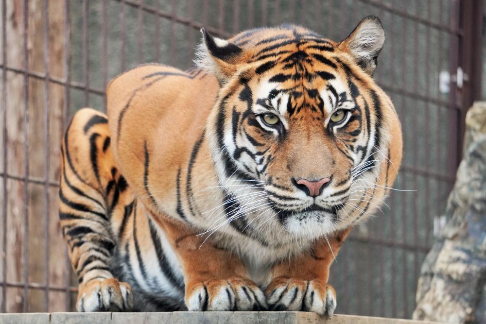 動物園の仲間「スマトラトラ」の写真1