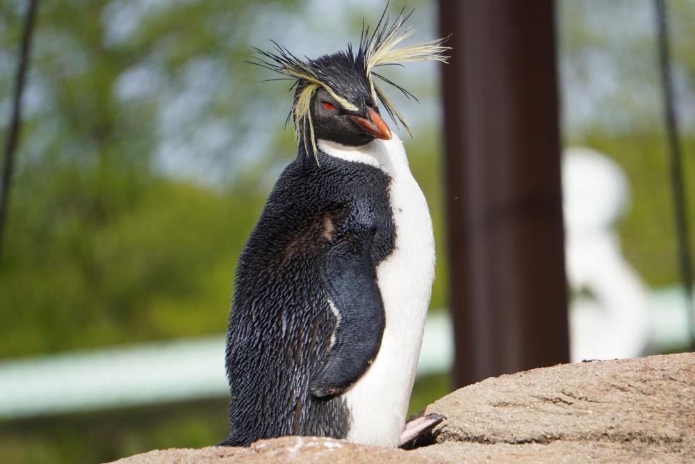 動物園の仲間「キタイワトビペンギン」の写真1