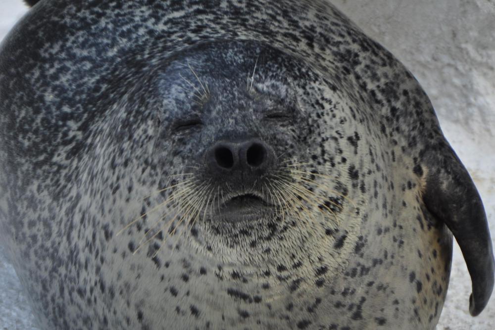 動物園の仲間「ゴマフアザラシ」の写真3