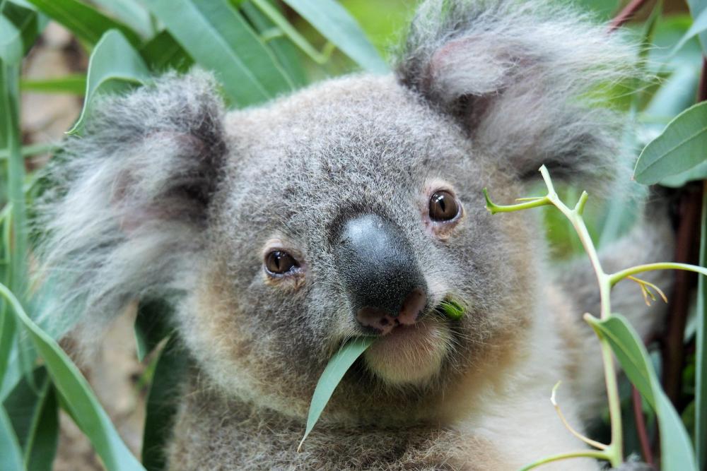 動物園の仲間「コアラ」の写真4