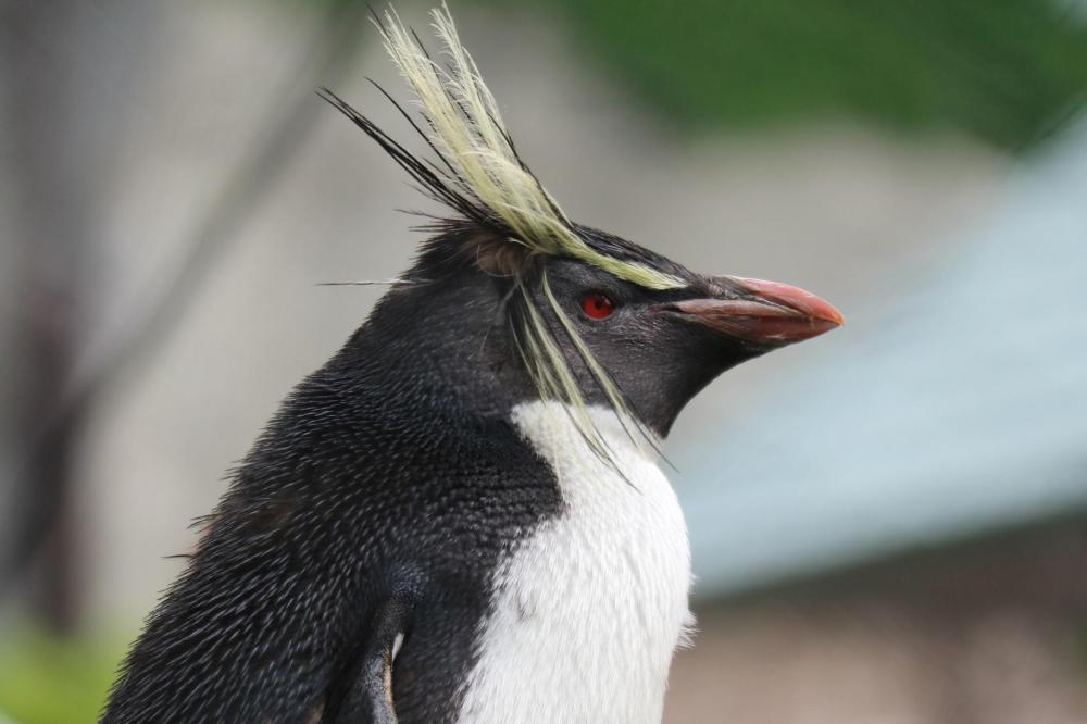 動物園の仲間「キタイワトビペンギン」の写真2
