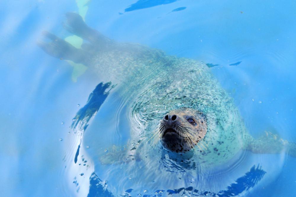 動物園の仲間「ゴマフアザラシ」の写真2