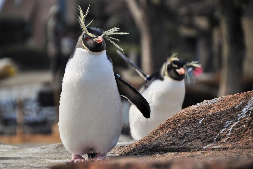 動物園の仲間「キタイワトビペンギン」の写真4