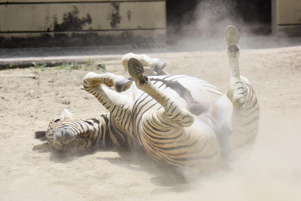 動物園の仲間「チャップマンシマウマ」の写真3