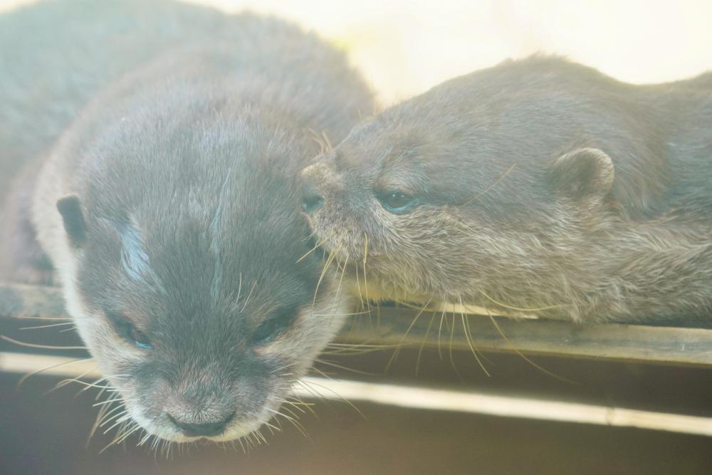 動物園の仲間「コツメカワウソ」の写真3