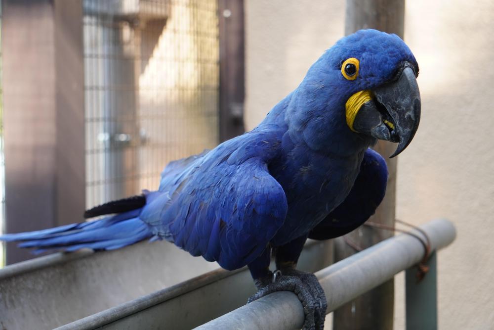 動物園の仲間「スミレコンゴウインコ」の写真1