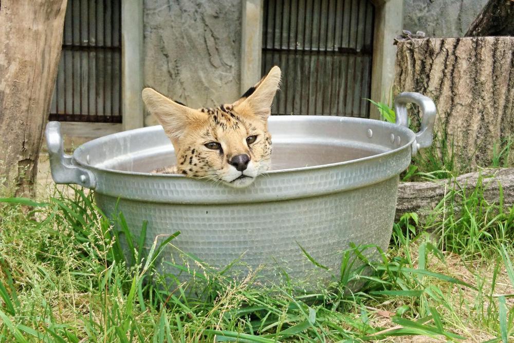 動物園の仲間「サーバル」の写真3