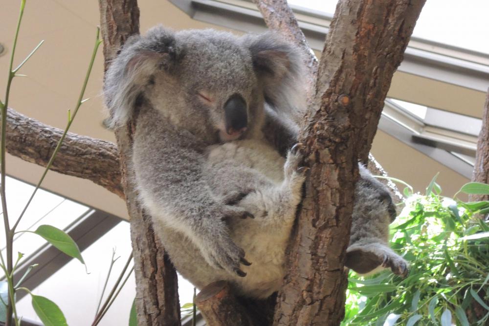 動物園の仲間「コアラ」の写真5