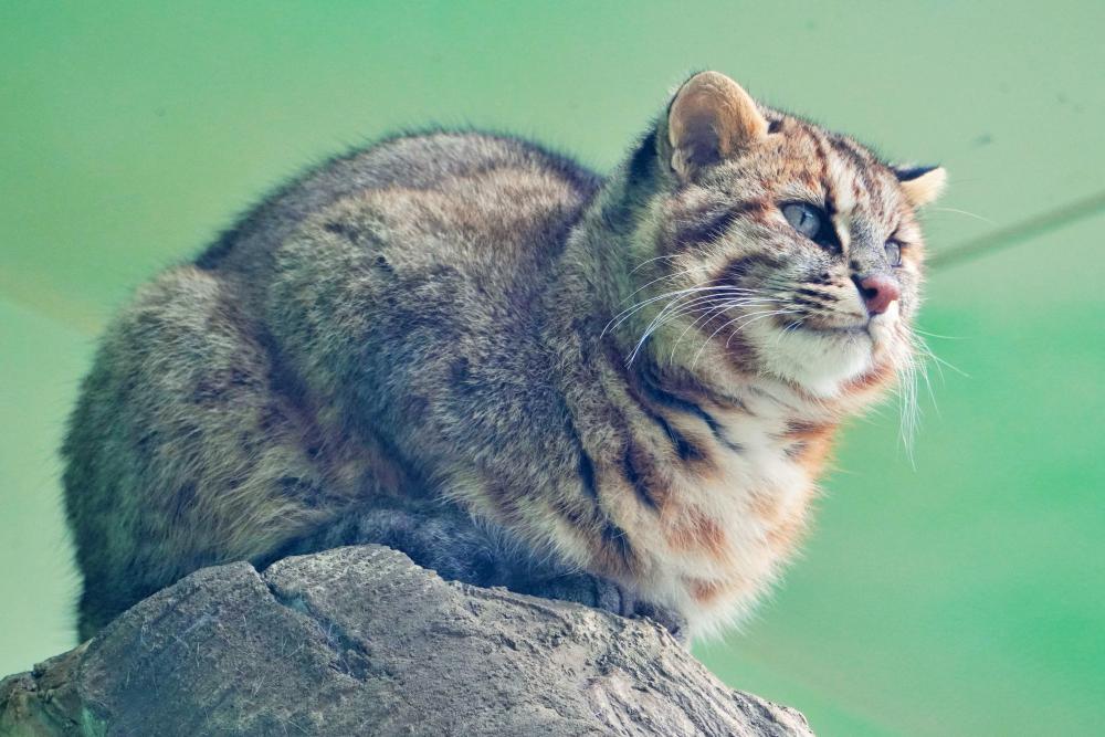 動物園の仲間「ツシマヤマネコ」の写真2