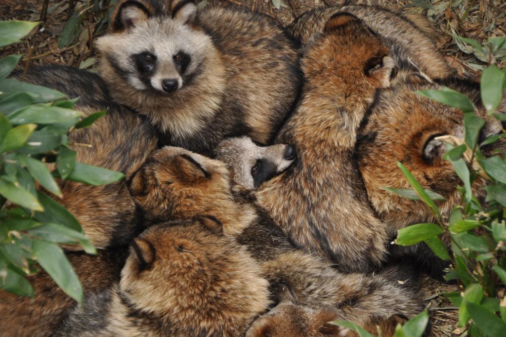 動物園の仲間「ホンドタヌキ」の写真5