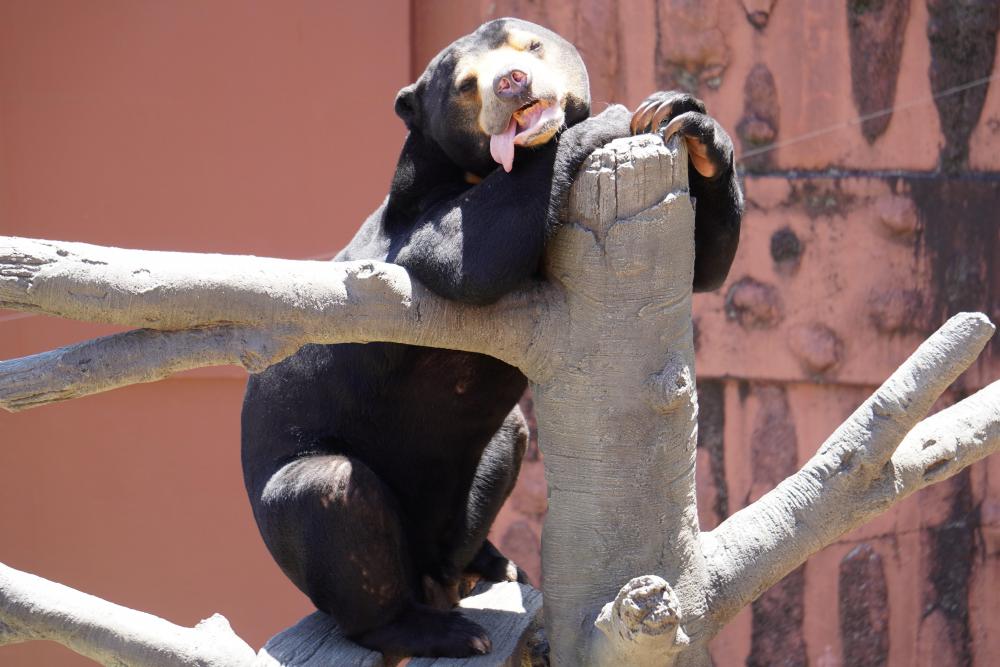 動物園の仲間「マレーグマ」の写真3