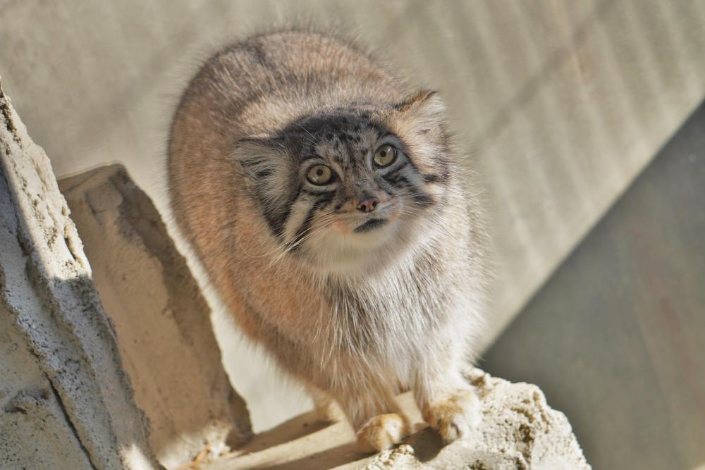 動物園の仲間「マヌルネコ」の写真2