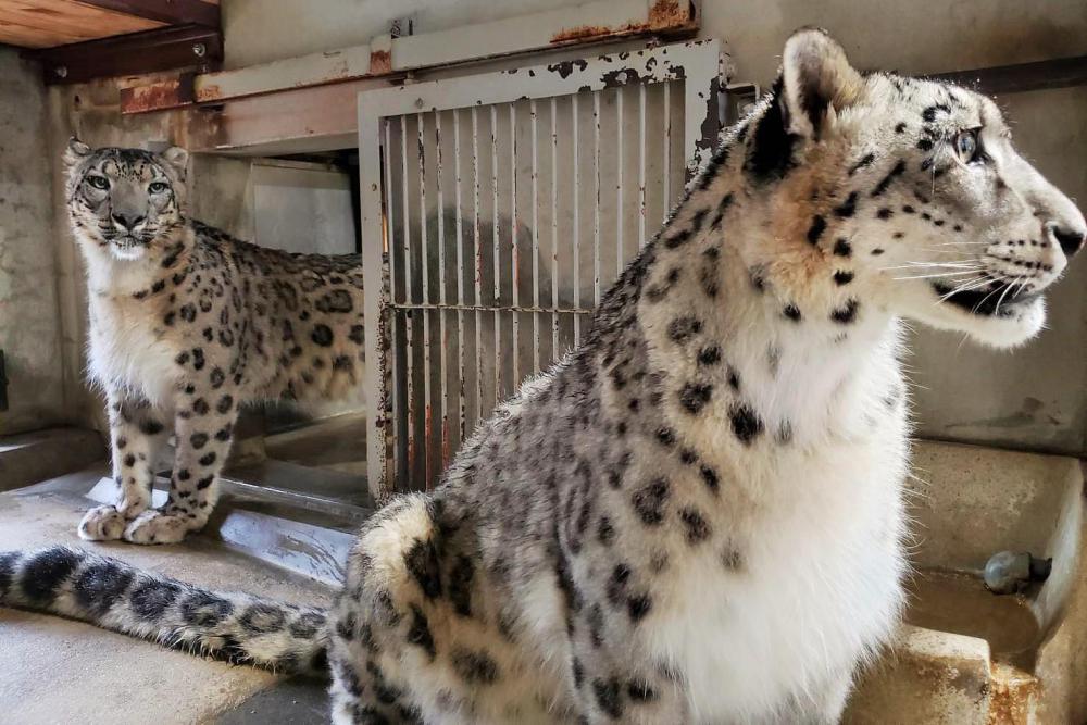 動物園の仲間「ユキヒョウ」の写真2