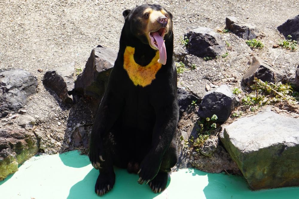 動物園の仲間「マレーグマ」の写真1