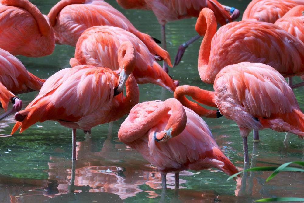 動物園の仲間「ベニイロフラミンゴ」の写真2