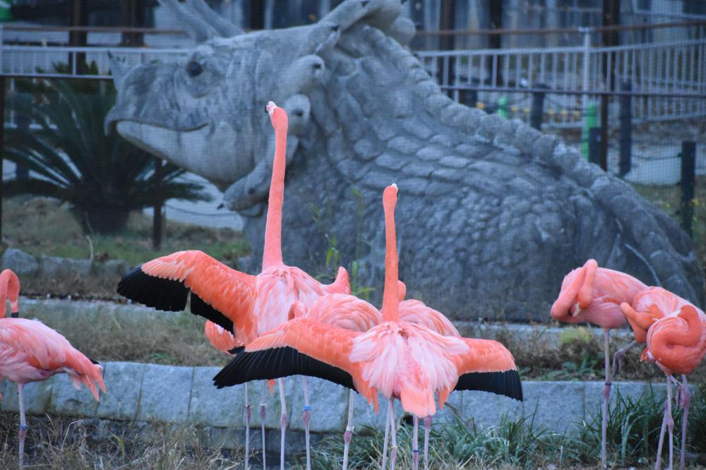 動物園の仲間「ベニイロフラミンゴ」の写真4