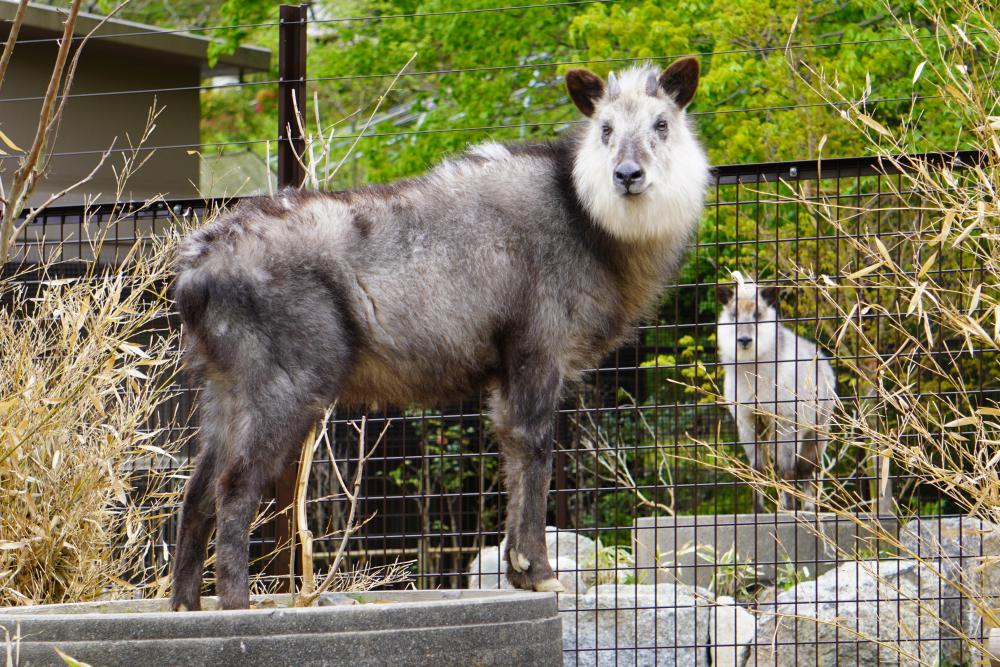 動物園の仲間「ニホンカモシカ」の写真1