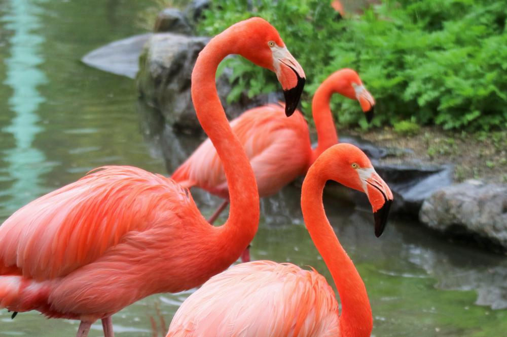 動物園の仲間「ベニイロフラミンゴ」の写真3