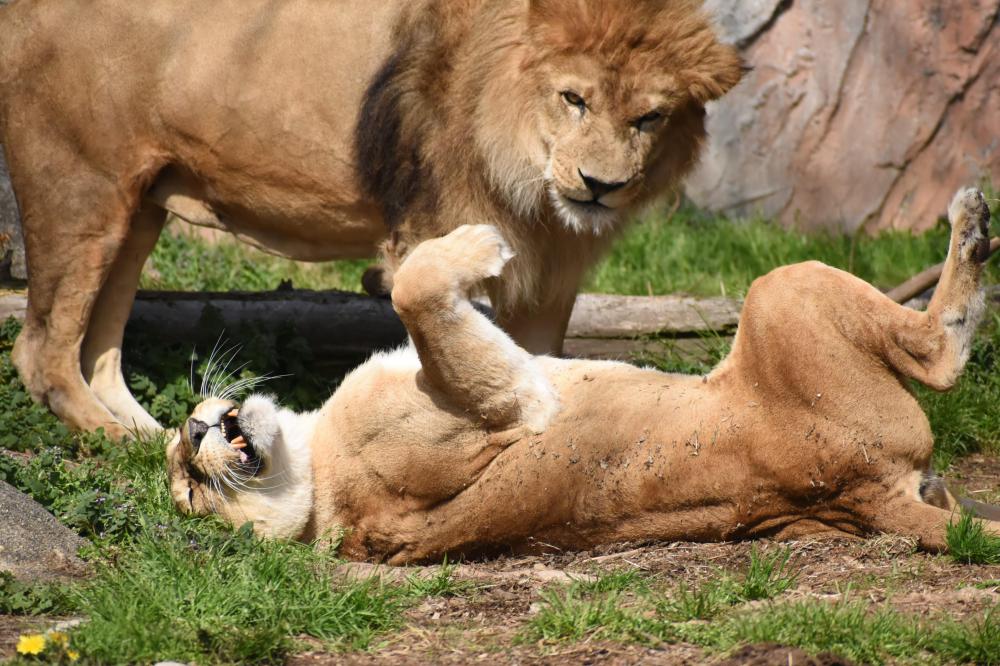 動物園の仲間「ライオン」の写真3