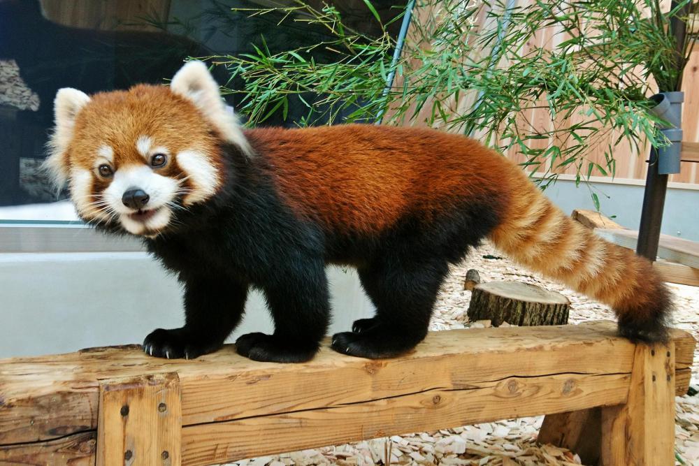 動物園の仲間「レッサーパンダ」の写真1