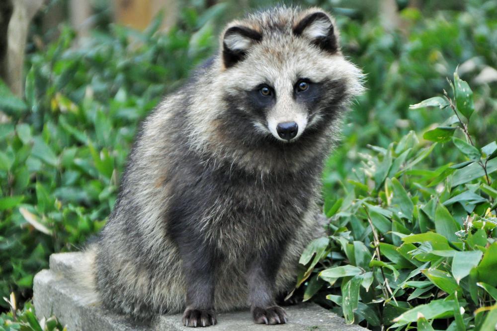 動物園の仲間「ホンドタヌキ」の写真1