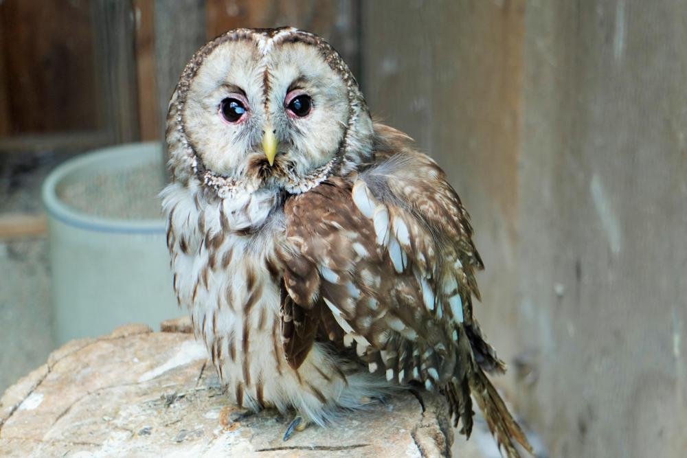 動物園の仲間「フクロウ」の写真1