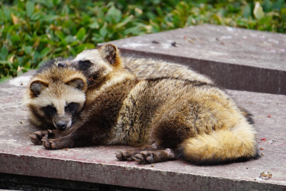 動物園の仲間「ホンドタヌキ」の写真4