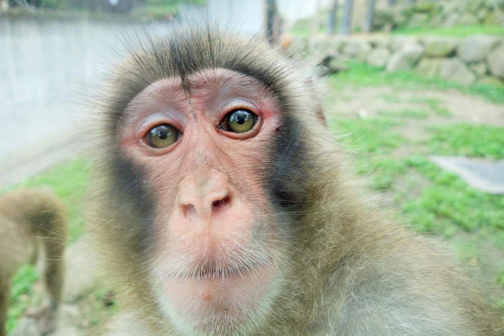 動物園の仲間「ホンドザル」の写真2