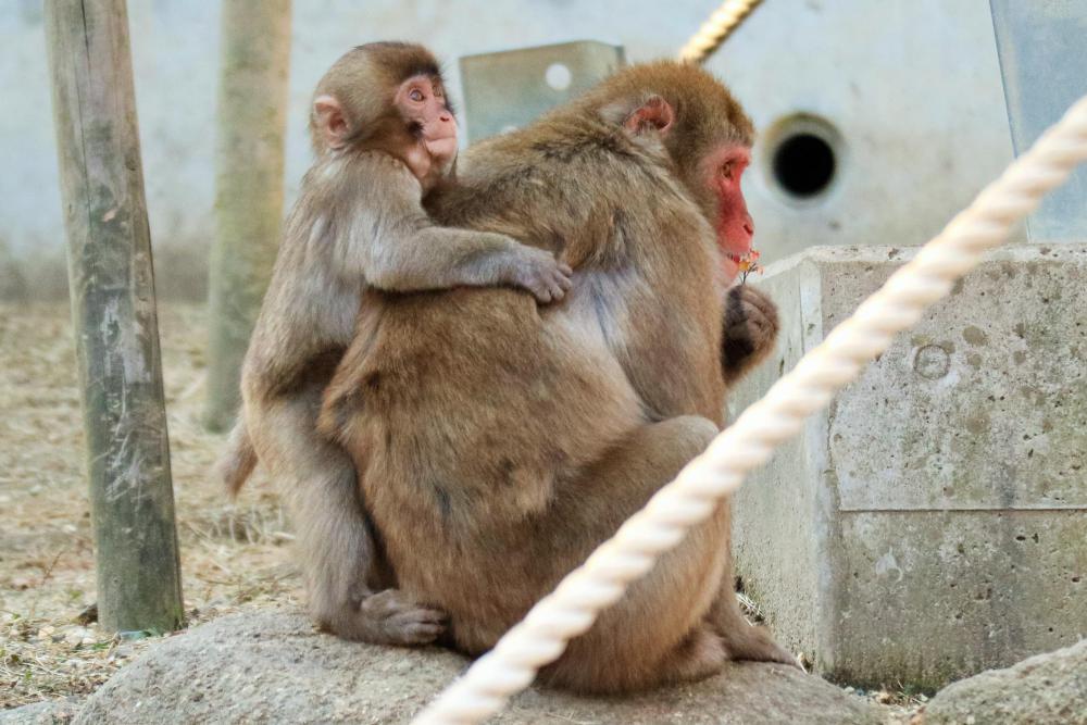 動物園の仲間「ホンドザル」の写真3