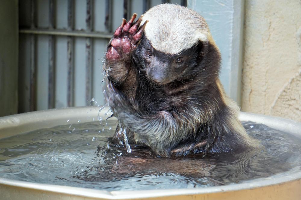 動物園の仲間「ラーテル」の写真3