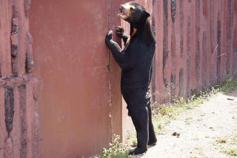 動物園の仲間「マレーグマ」の写真2