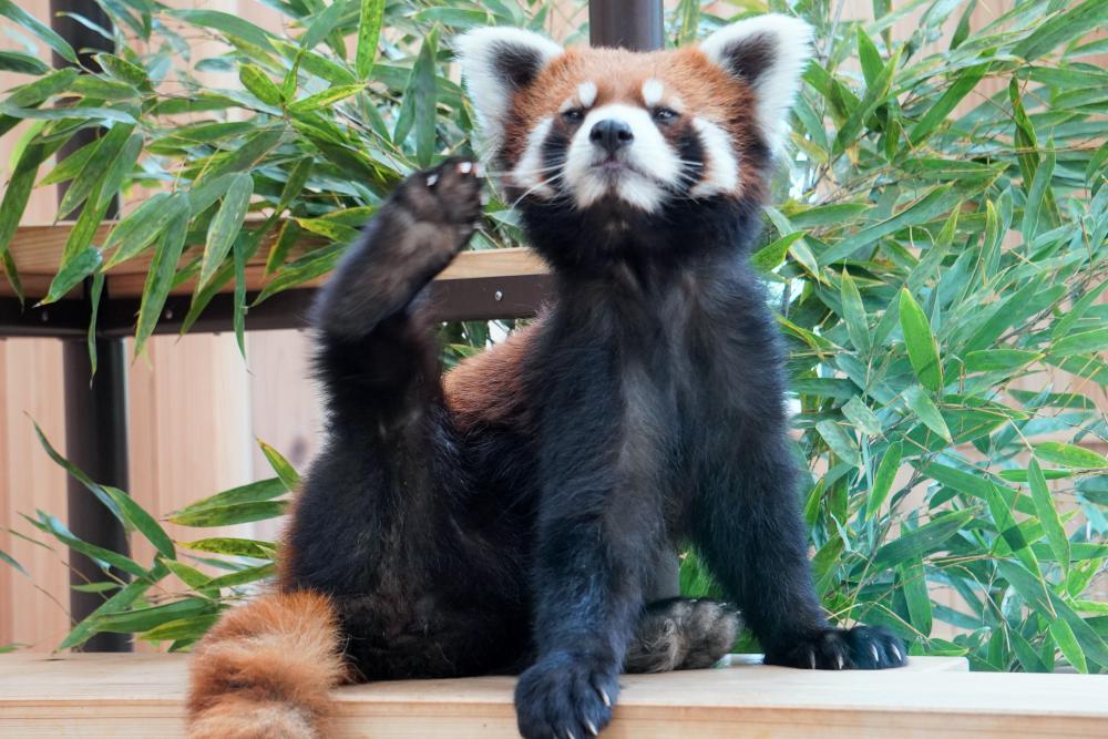 動物園の仲間「レッサーパンダ」の写真2