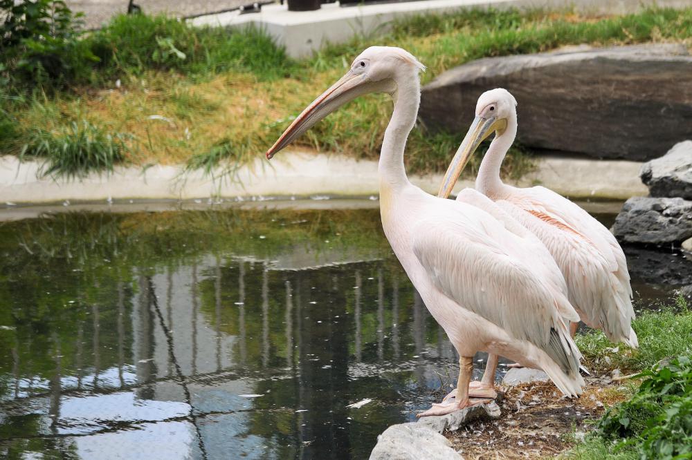 動物園の仲間「モモイロペリカン」の写真3